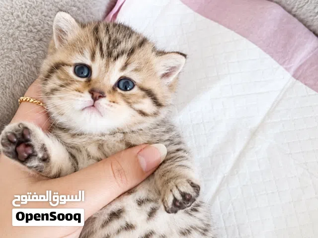 سكوتش فولد ny25 / تايقر للحجز