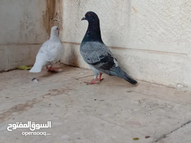 جوز حمام بلدي للبيع