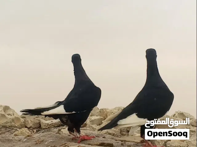 جوزين بالصلاة على النبي