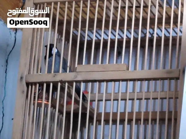 بلبل وحشي راكد  فول تغريد