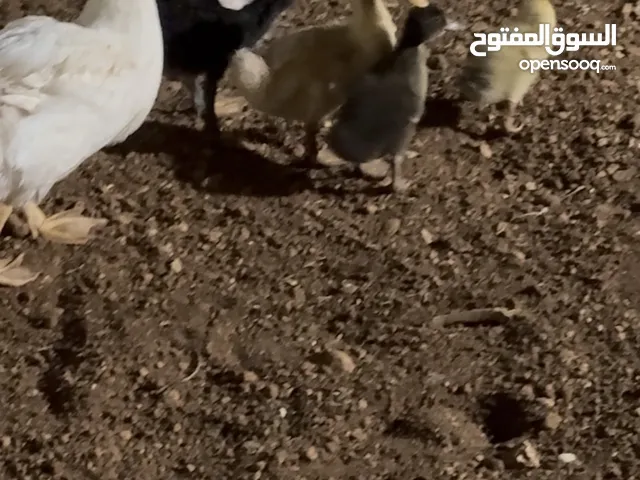 بط من صغير لا كبير الي بدك اياه اشي فخم