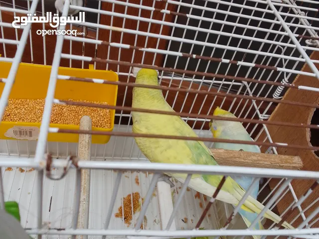 عصفور بقلينو بي ثلاثة دحياة وقفص ج