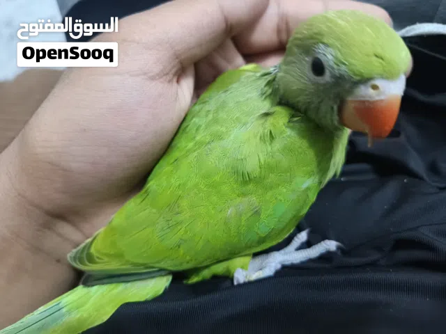 درة هندي اخضر اليفة