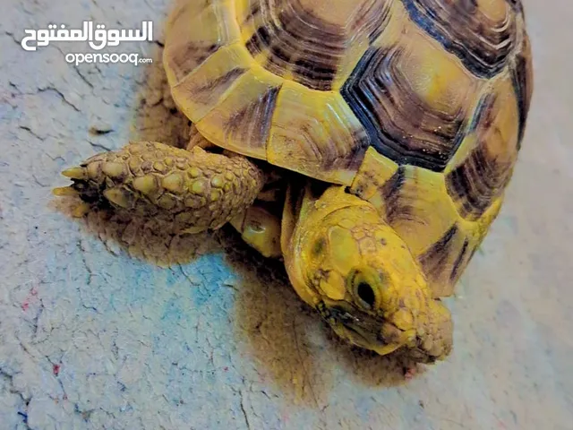 سلاحف برية للبيع او للبدل بشي اخر