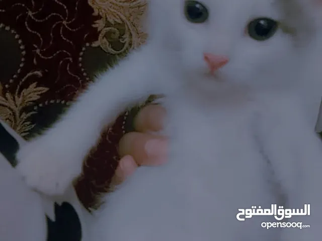 قطاط شيرازي تبني