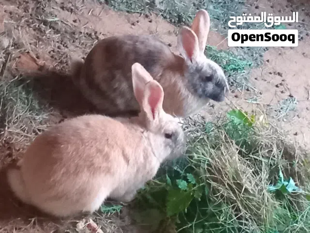 سلام عليكم أرانب الامنيات دم صافي للبيع سعر ساوم مكان ترهونه