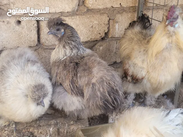 2 فراريج و 2 دجاجات قطني