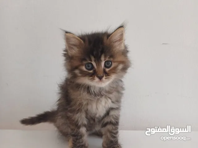 قطط من ام بريتيش و اب شيرازي للبيع