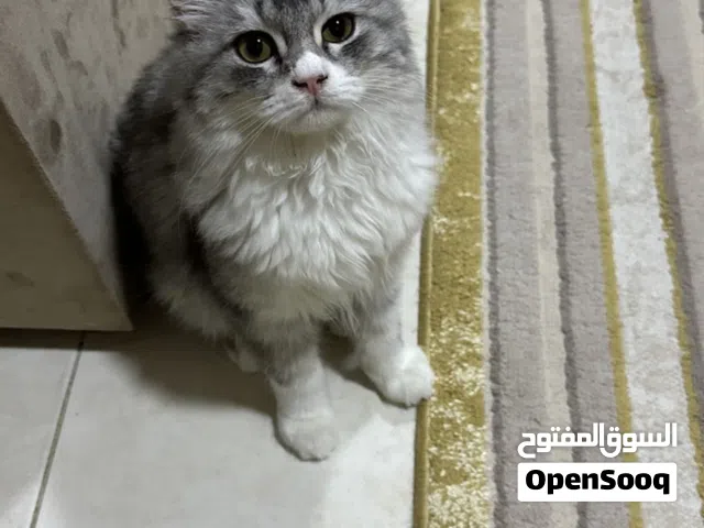 قط شيرازي هايسك