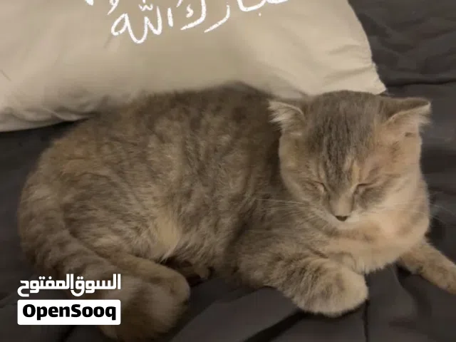 سكوتش فولد سنه و نص
