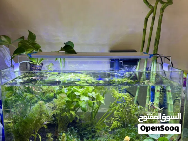 Full planted aquarium