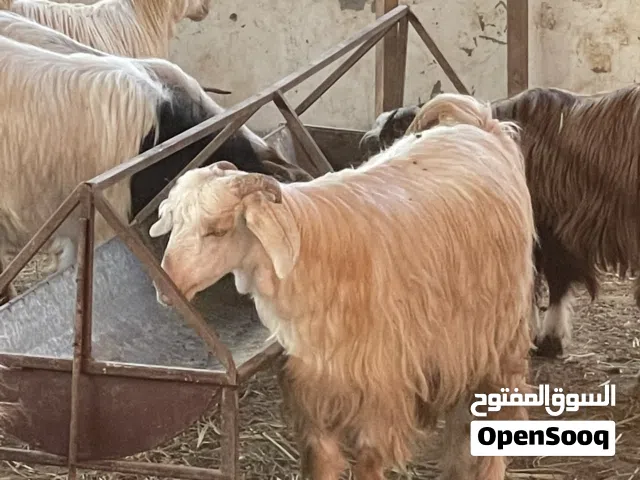 للبيع تيوسه