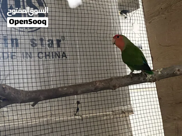 تلاته ظروف روز ذكر و 2 إناثي