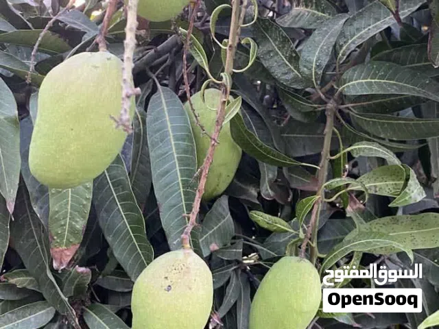 2 Bedrooms Farms for Sale in Al Batinah Suwaiq