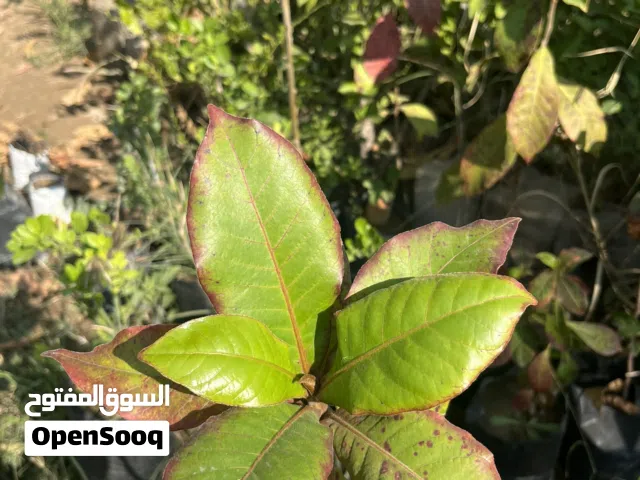 بيذام الاصفر والأحمر وليمون العماني