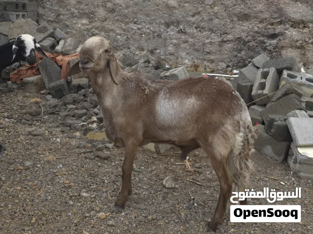 فحل سواكن أصل فاخر