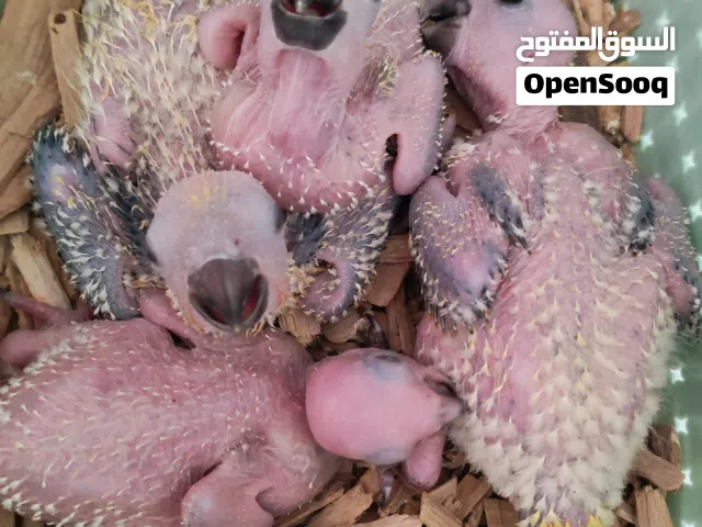 صن كنيور فروخ
