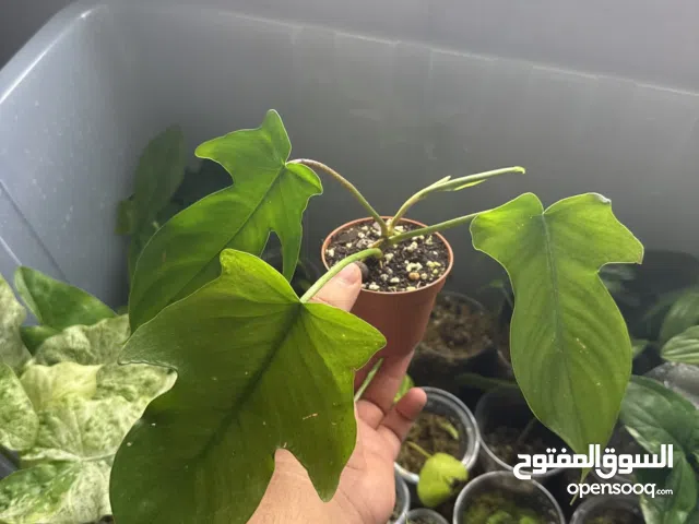 فيلودندرون فلوريدا جرين (Philodendron Florida Green)