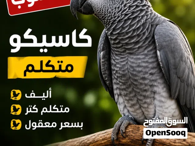 مطلوب كاسيكو