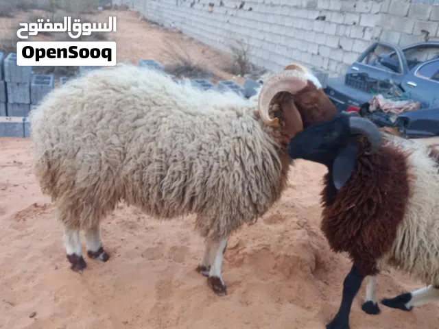 خروف الله يبارك