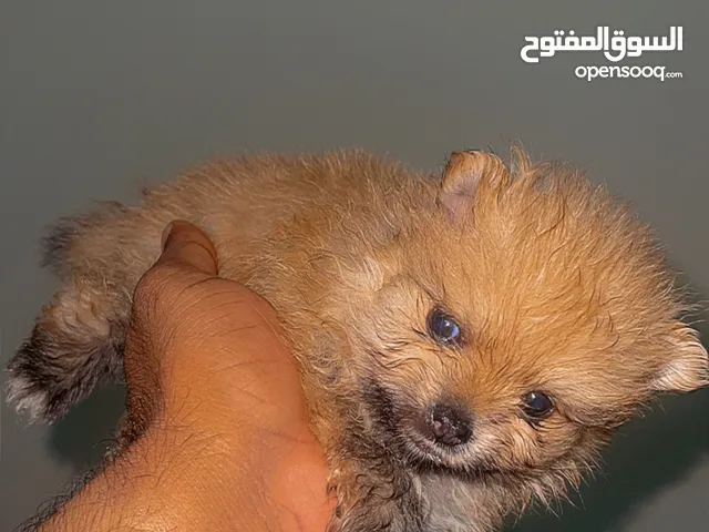 بومرينيان تي كاب أربعة أناث العمر 47 يوم حاصلين على التطعيم وصحتهم ممتازة