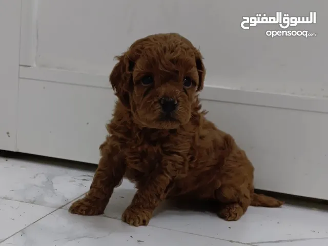 Toy poodle