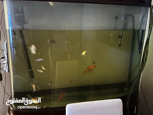 Very strong Fish Tank with fish