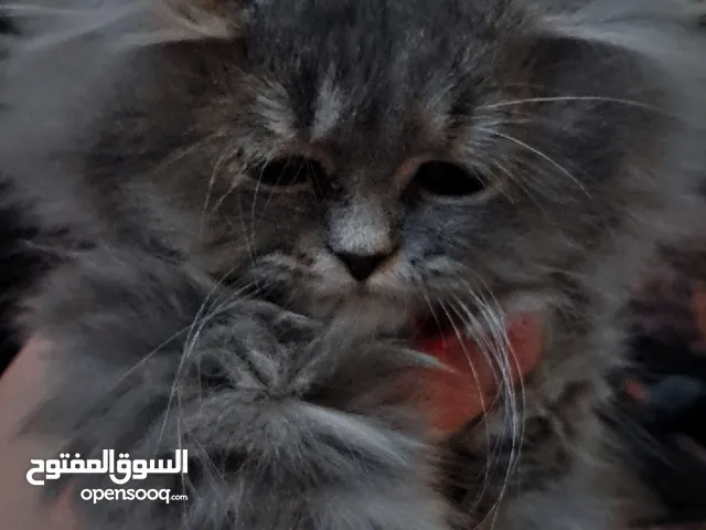 قطة منزل للبيع