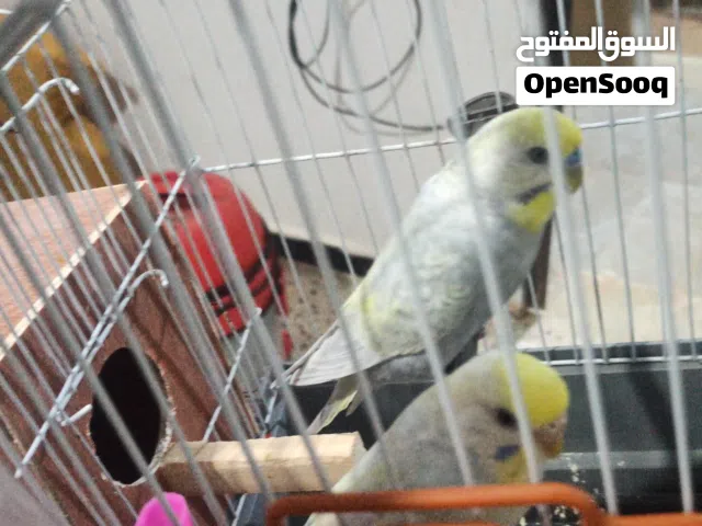 كوبيا رينبو