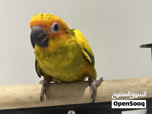 صن كنيور هدد داخلي اليف و لعوب جدا ، العمر شهرين و نص نهاية الغر