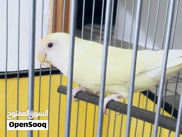 ذكر روز للبيع طفرة اينو ( لاتينو )