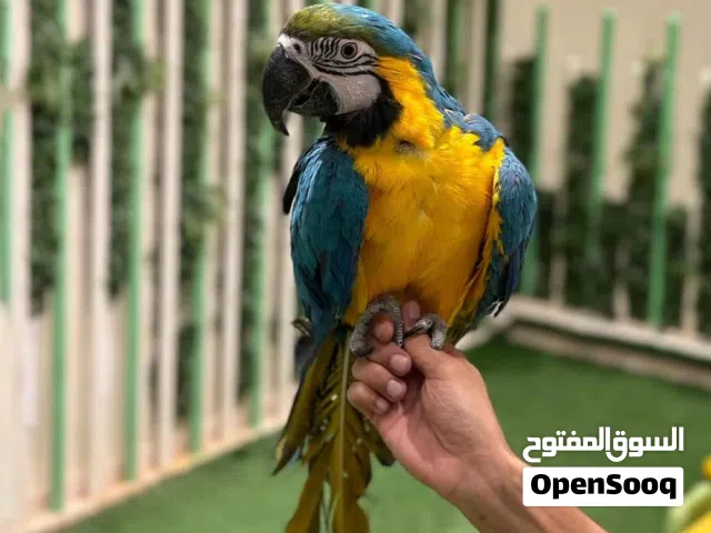 مكاو جولد اند بلو العمر سنه و 8 اشهر