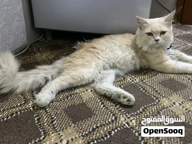 قط شيرازي لبيع