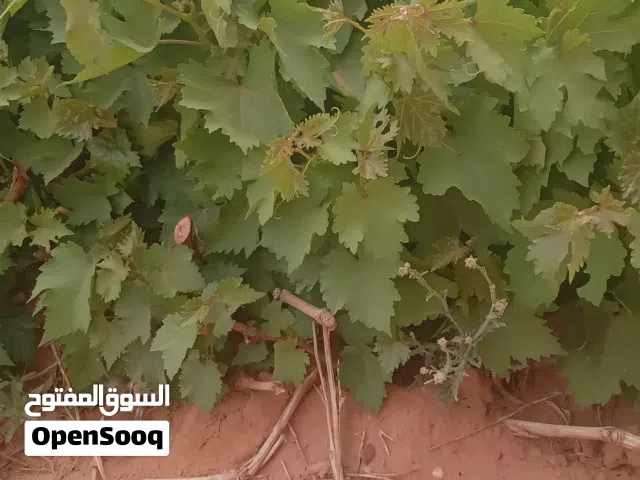 يوجد شتل عنب فراولة نوعية ممتازة للبيع