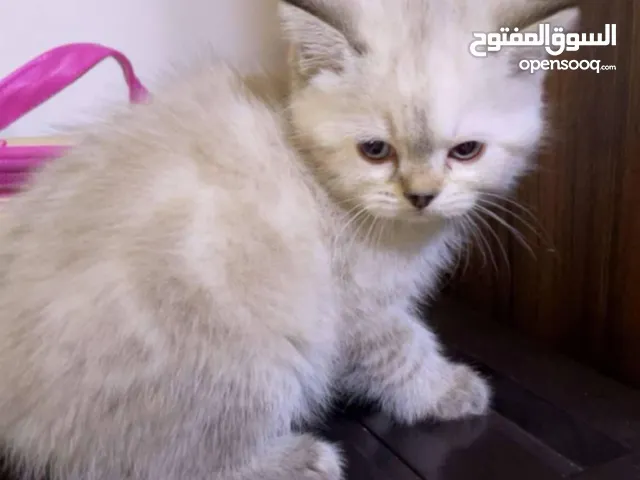 قطه للبيع نوع مكس