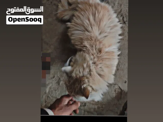 اقرأ الوصف الذي يوجد في الصورة رقم(3)