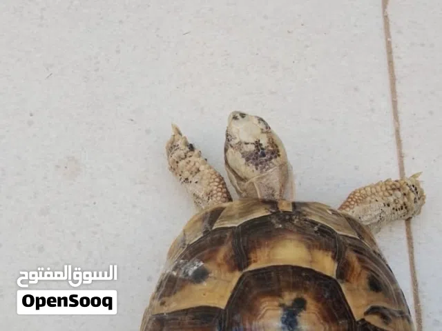 سلحفاه يونانية اقرأ الوصف