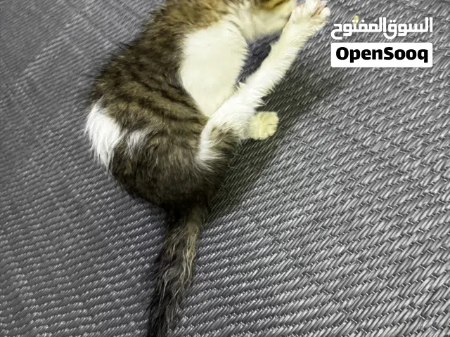 قطط شيرازي مهجن تايجر