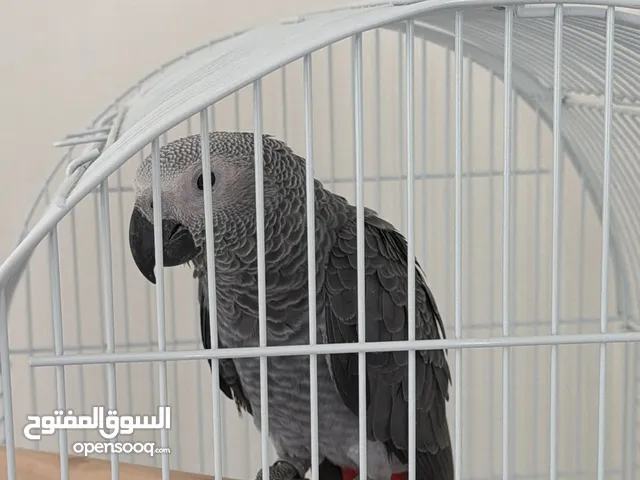 كاسكو بحاله ممتازه وعمره 5 شهور