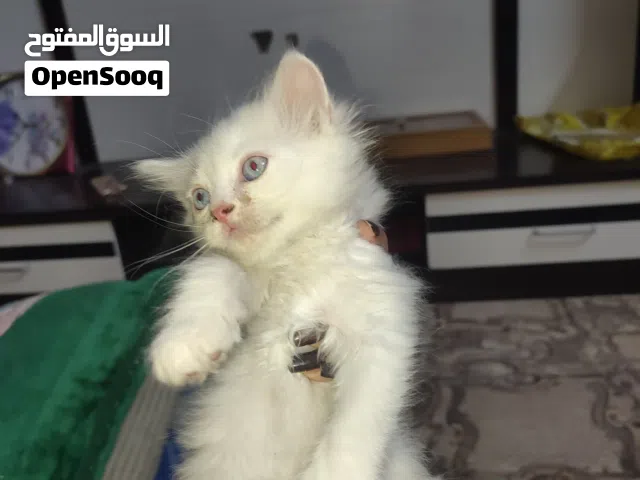 قطه شيرازي للبيع