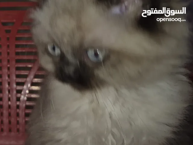 هملايا لينكس وهمالايا سيل تشوكلت بلو بوينت ذكور العمر شهرين ونص للجاديين فقط