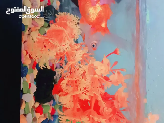 6 سمكات مع حوض 40سم×15سم مع فلتر أمريكي