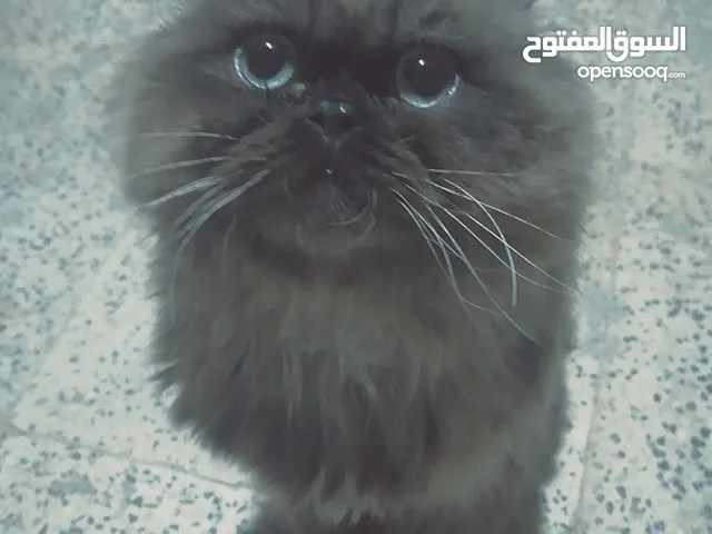 قط صغير همالايا تشوكلت