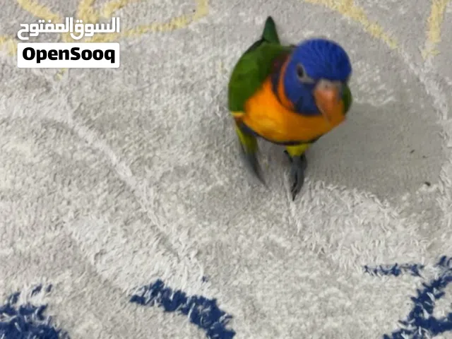 قابل للتفاوض ب المعقول