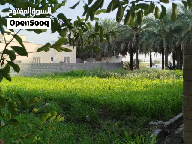 Farm Land for Sale in Al Batinah Rustaq