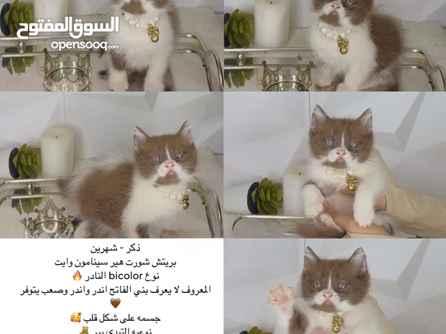قط سينامون النااادر البني والقولدن