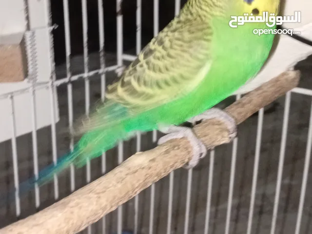 جوز حب طيور حب عصافير حب طيور ببغاء ذكر حب أنثى حب