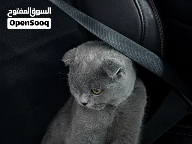 قطه سكوتش فولد