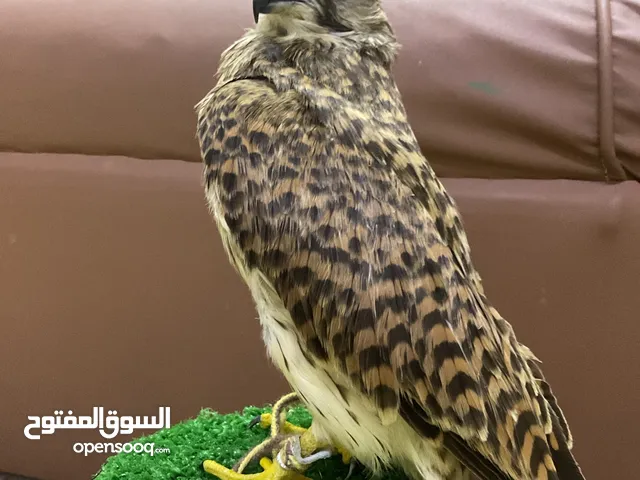 بذوار او شرياص