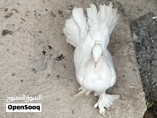 زوج حمام مخاليف